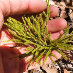 Lateristachys lateralis