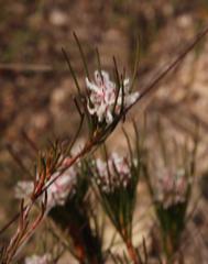 Serruria deluvialis