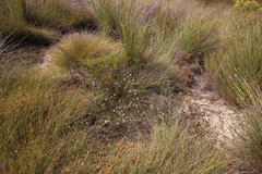 Serruria deluvialis
