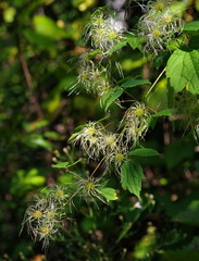 Clematis virginiana