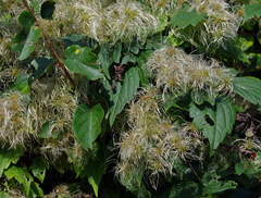 Clematis virginiana