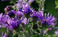 Symphyotrichum novae-angliae