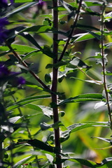 Symphyotrichum novae-angliae
