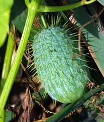 Echinocystis lobata