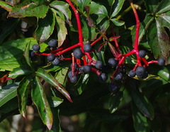 Parthenocissus quinquefolia