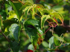 Parthenocissus quinquefolia