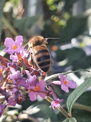Apis mellifera