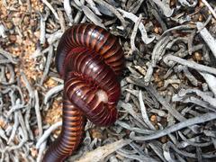 Orthoporoides