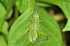 Tagasta marginella