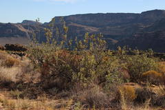 Protea glabra