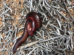 Orthoporoides