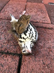 Hylocichla mustelina