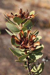 Protea glabra