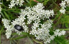 Leucocelina