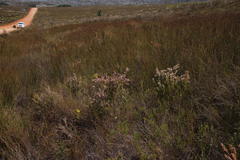 Erica hispidula hispidula
