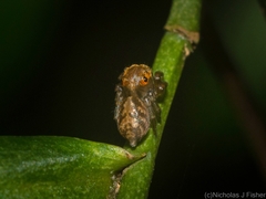 Prostheclina pallida