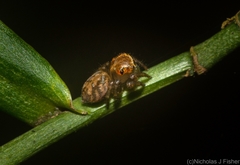 Prostheclina pallida