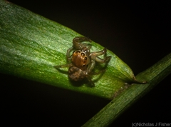 Prostheclina pallida