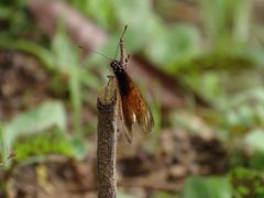Acraea pseudegina