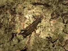 Telala