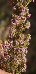 Erica hispidula hispidula