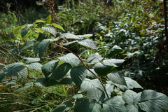 Rubus sachalinensis