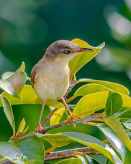 Prinia inornata