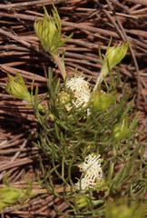 Serruria inconspicua