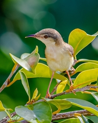 Prinia inornata