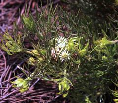 Serruria inconspicua