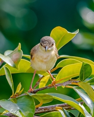 Prinia inornata