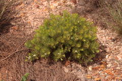 Serruria inconspicua