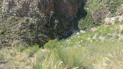 Anginon swellendamense