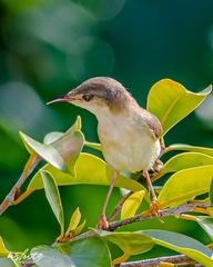 Prinia inornata