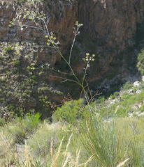 Anginon swellendamense