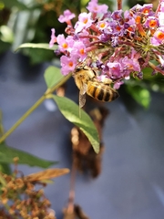 Apis mellifera