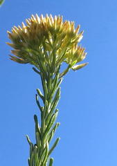 Helichrysum hamulosum