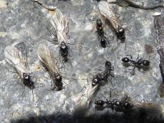 Tetramorium sericeiventre