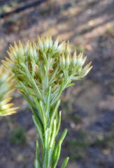 Helichrysum hamulosum