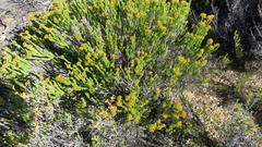 Helichrysum hamulosum