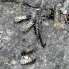 Tetramorium sericeiventre