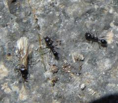 Tetramorium sericeiventre