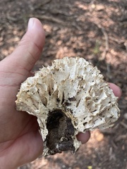 Sparassis spathulata