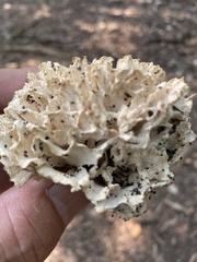 Sparassis spathulata