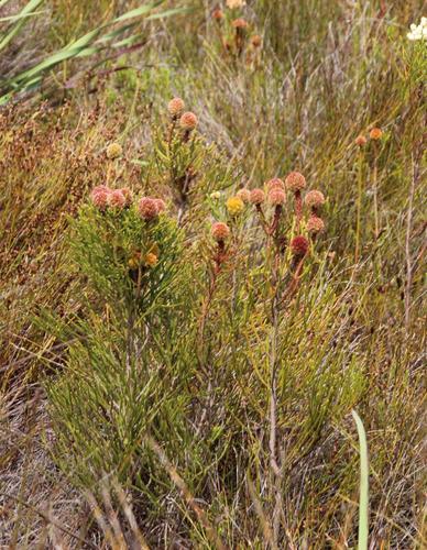 Brunia fragarioides (Brunia fragarioides)