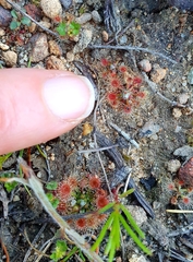 Drosera miniata