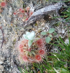 Drosera miniata