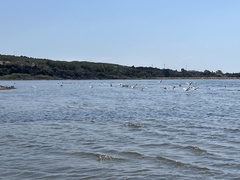 Chroicocephalus genei