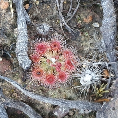 Drosera miniata