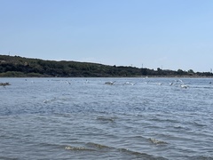 Chroicocephalus genei